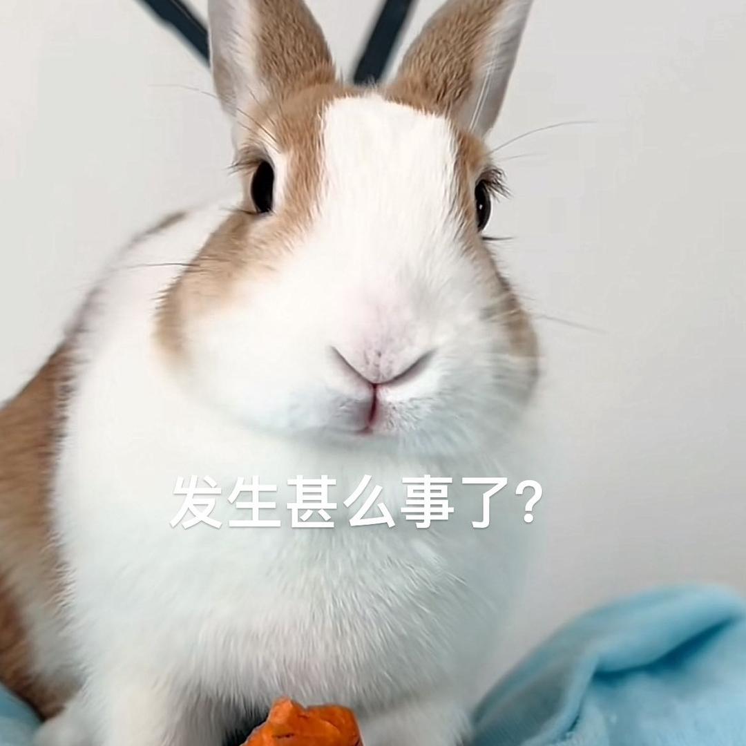 流氓兔
