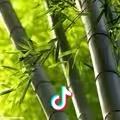 绿竹