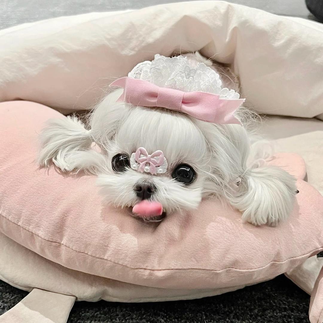 抓萌