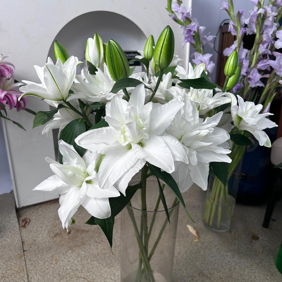 云南鲜花9号基地