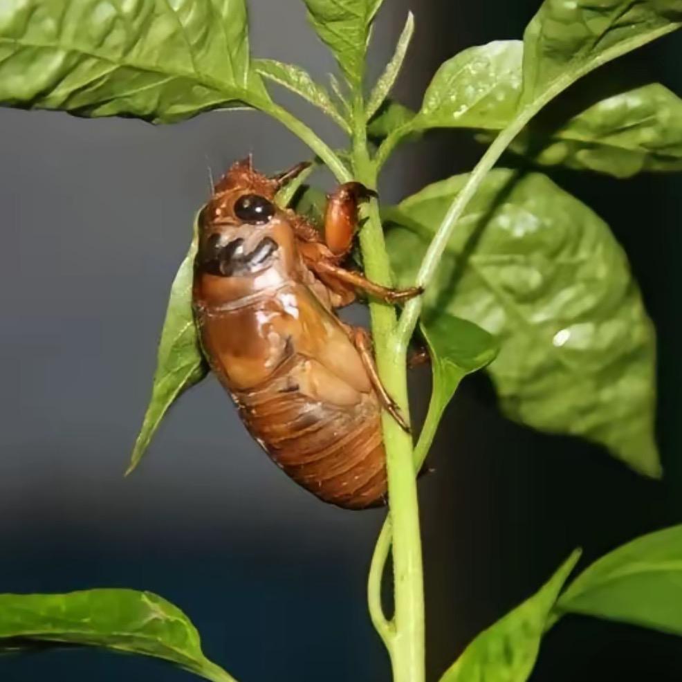 诚信金蝉知了猴养殖孵化基地
