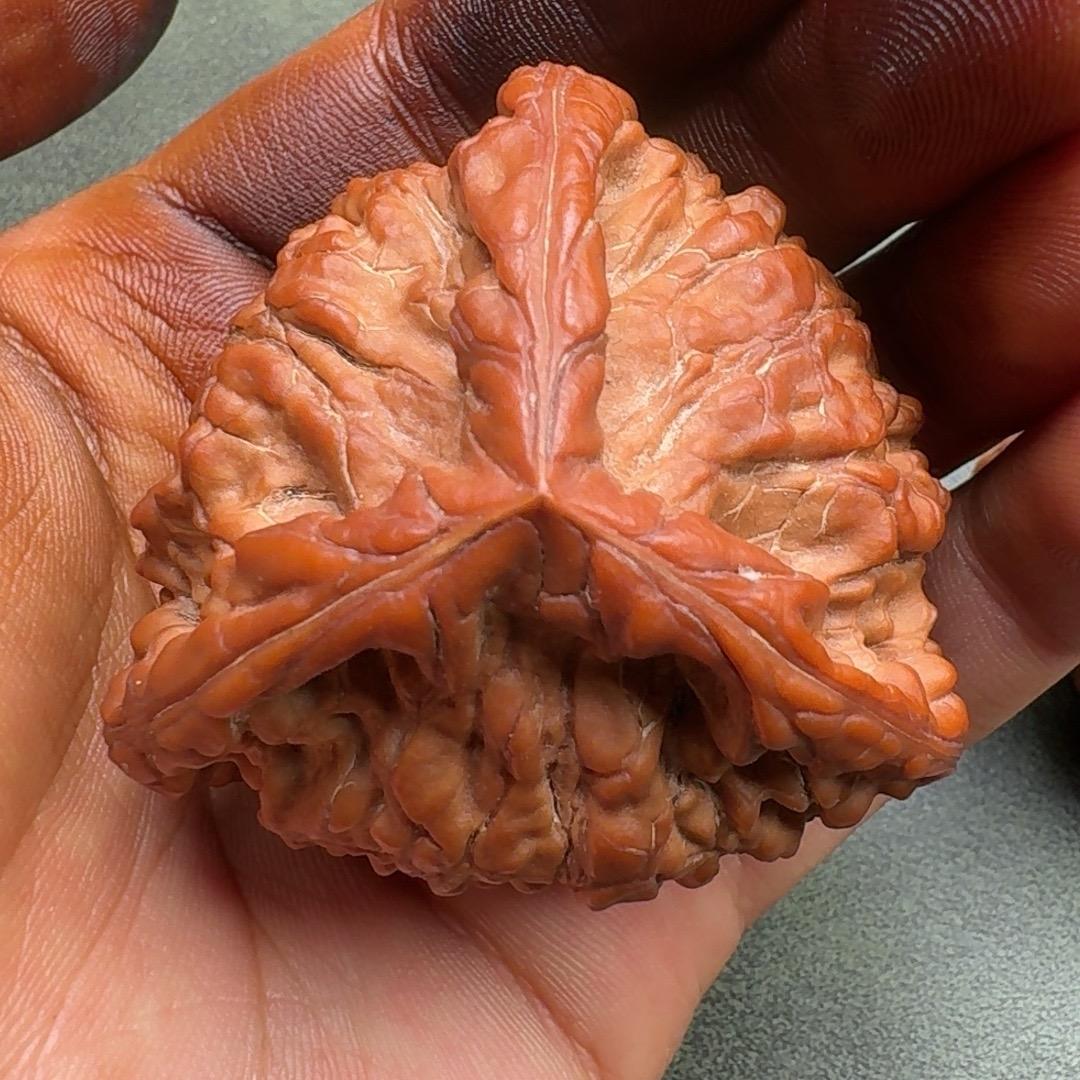 核桃诸葛