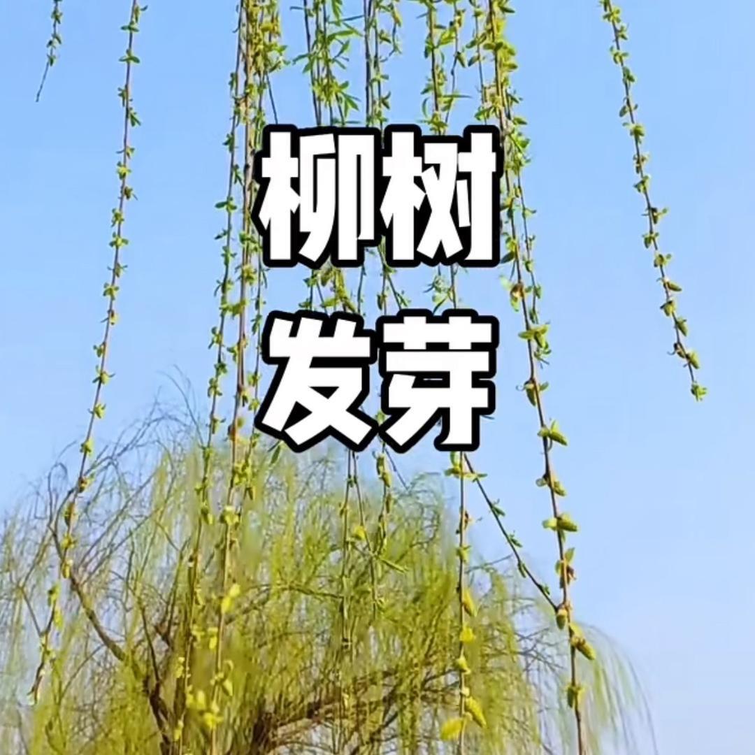人生如戏