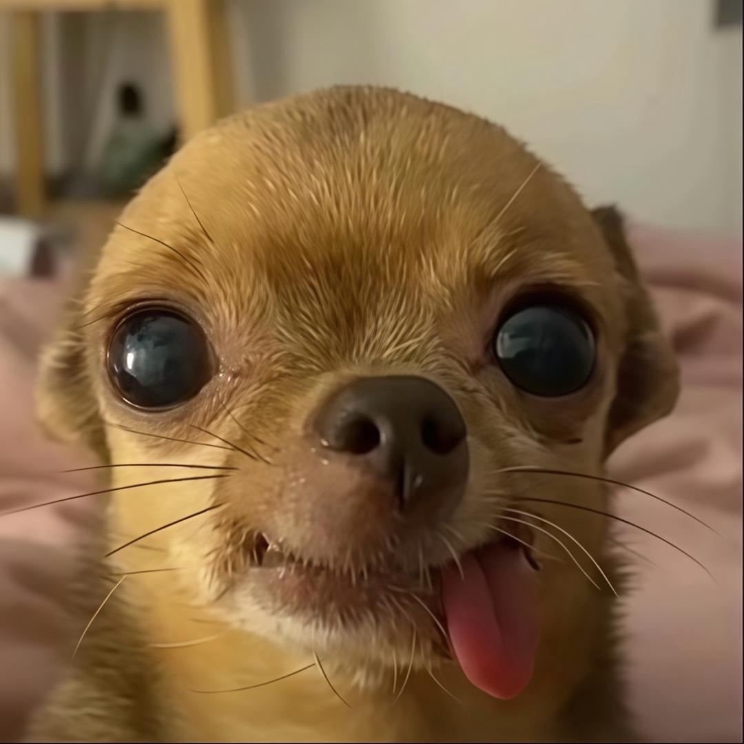 小鱼