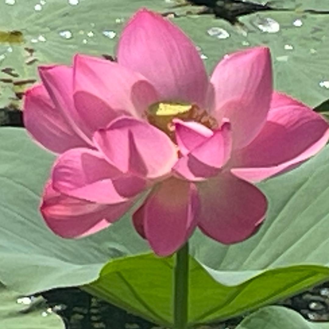 一花一温暖