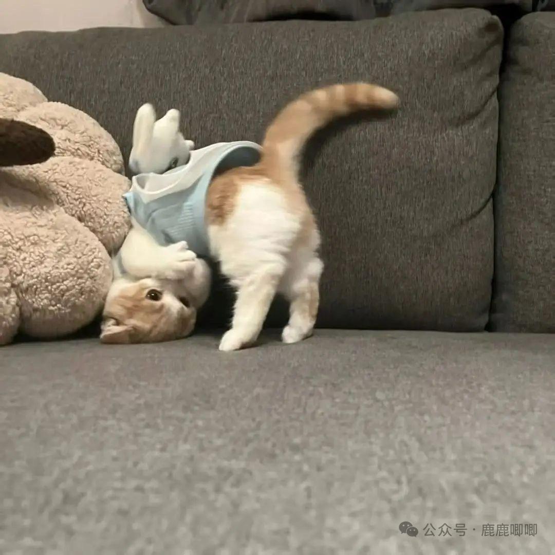 ㅤㅤ  　汤圆 ㅤㅤㅤㅤ ゃ🫧