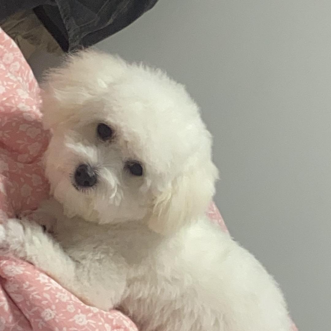 我的小豆包