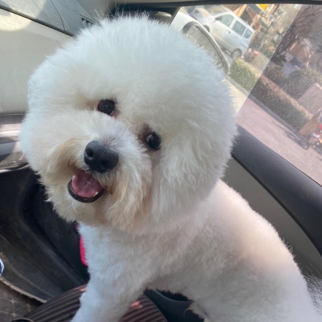 🐶🐶🐶