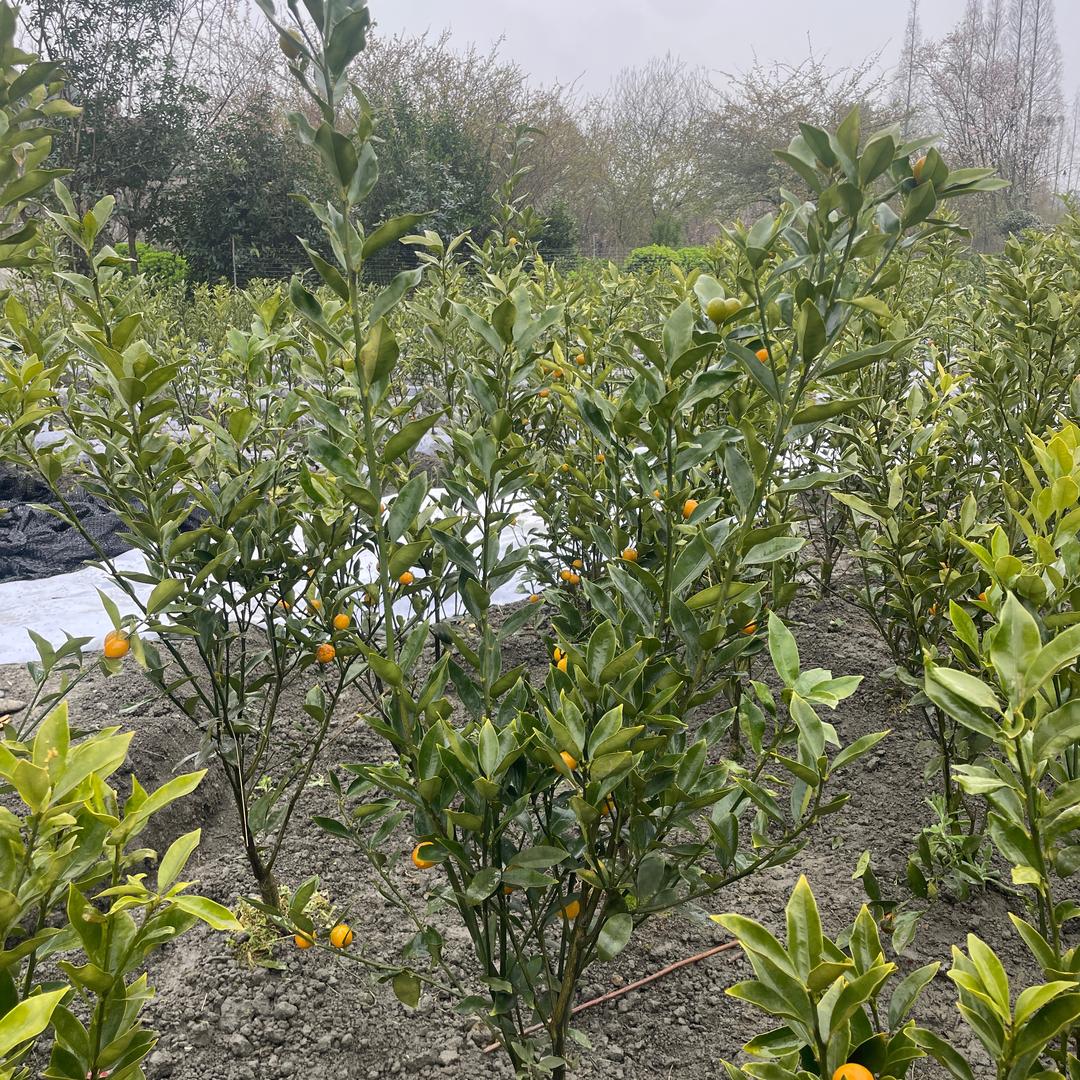 花卉果树优品小铺