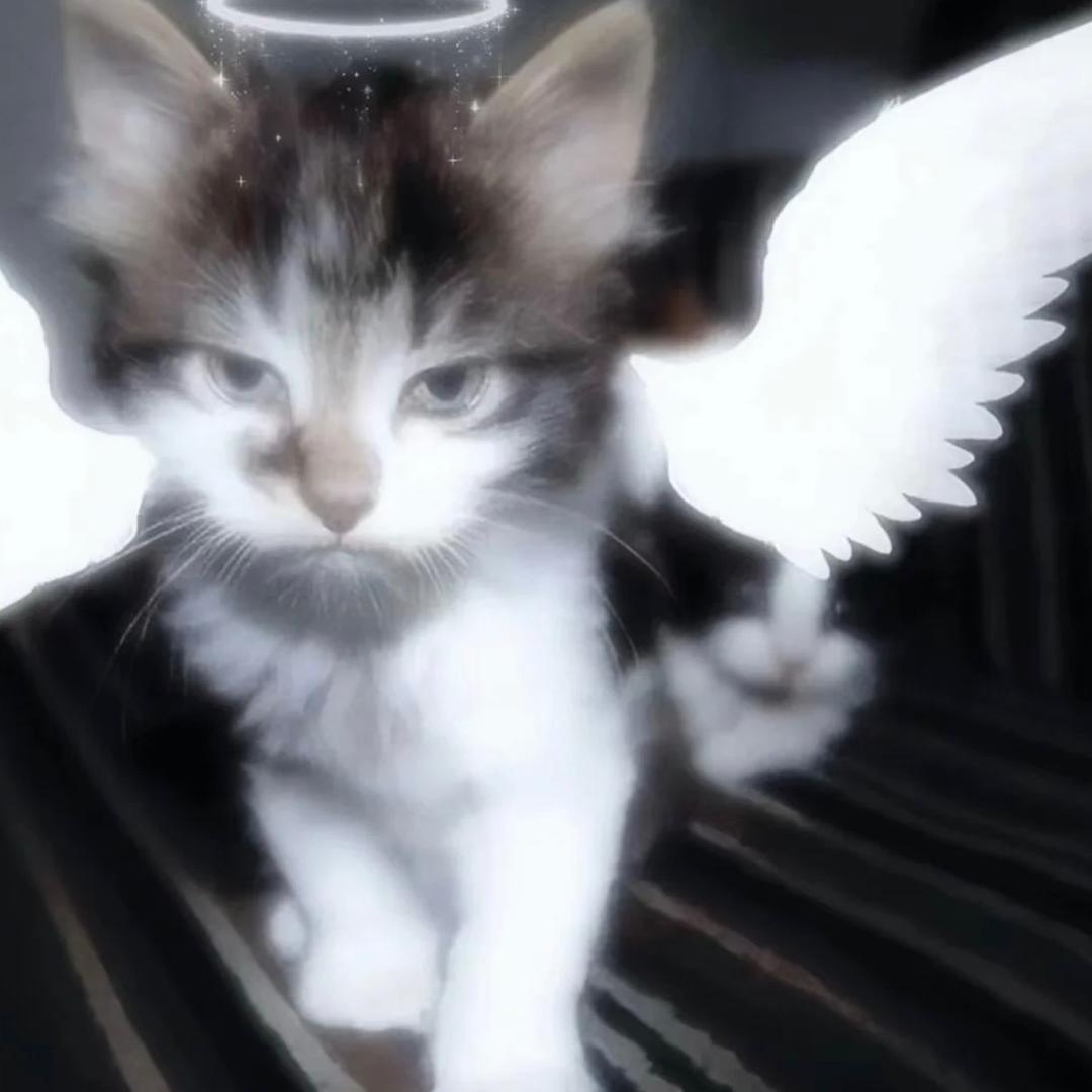猪猪酱