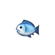 子皿🐟