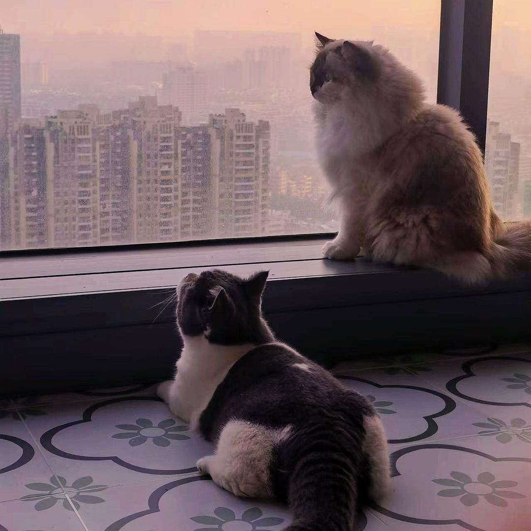 ʚ🧸ɞ我的霸总跳跳🪄