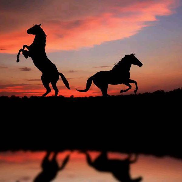 🐧🐧🈲️无言🐧🐧