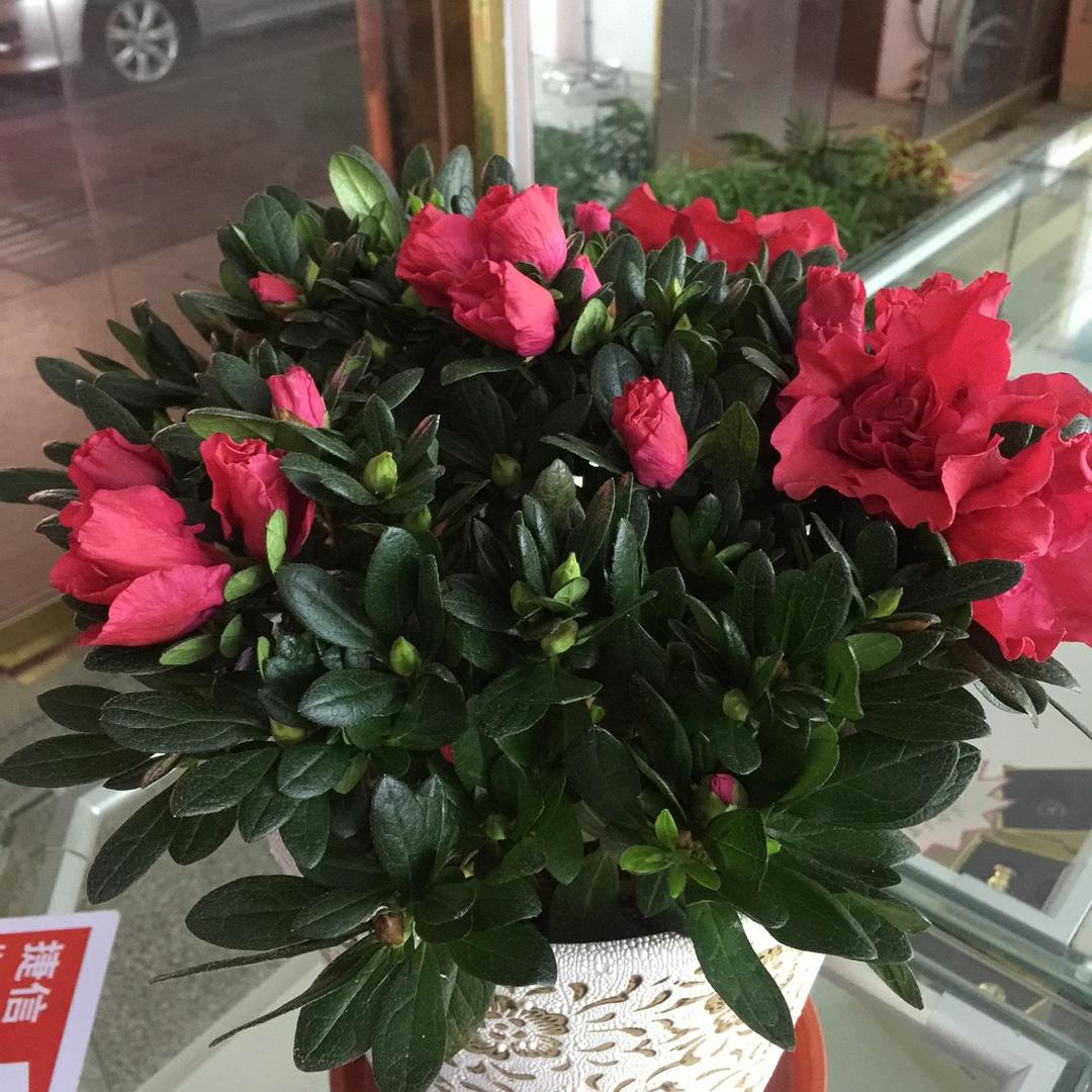 常州四季草花