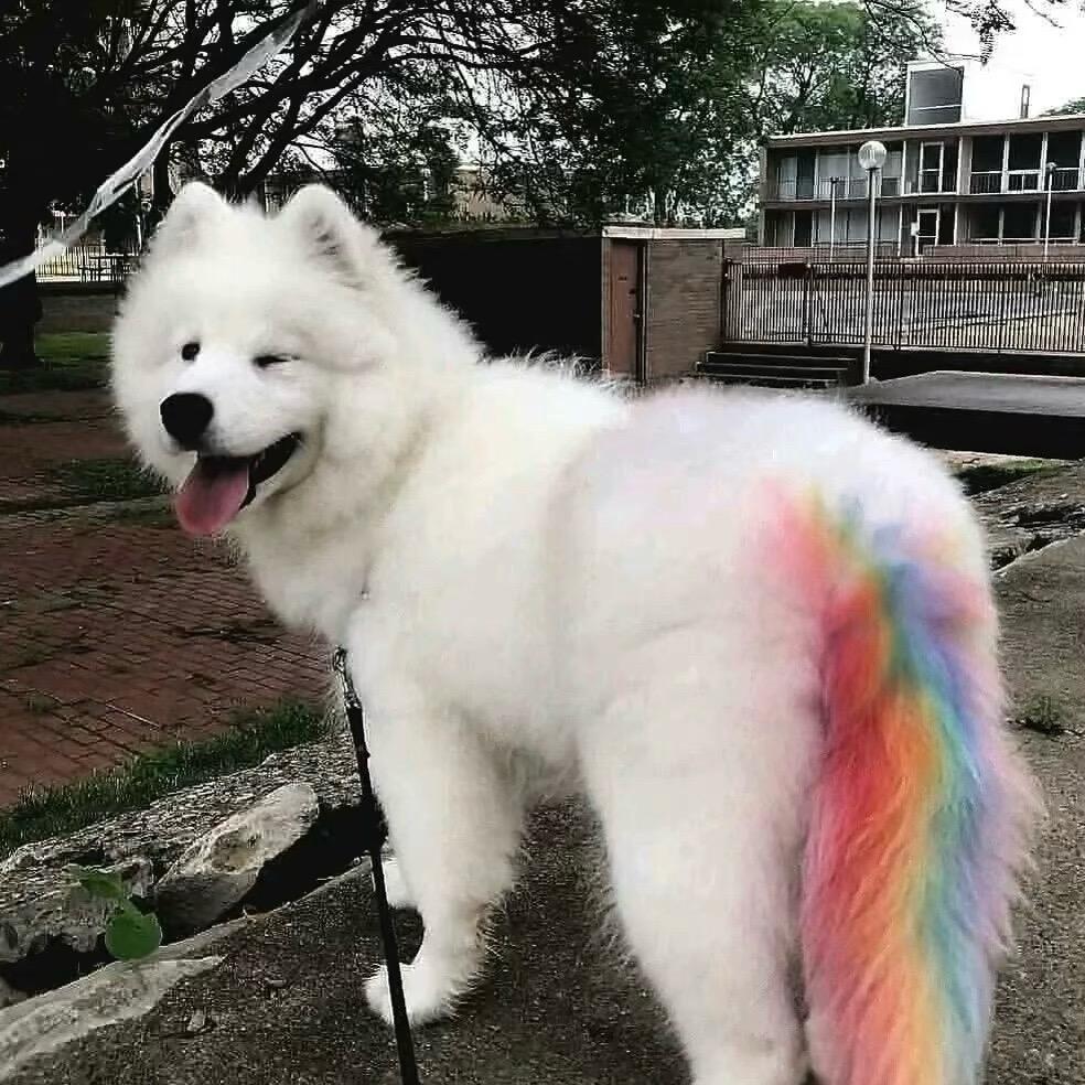 懒洋洋