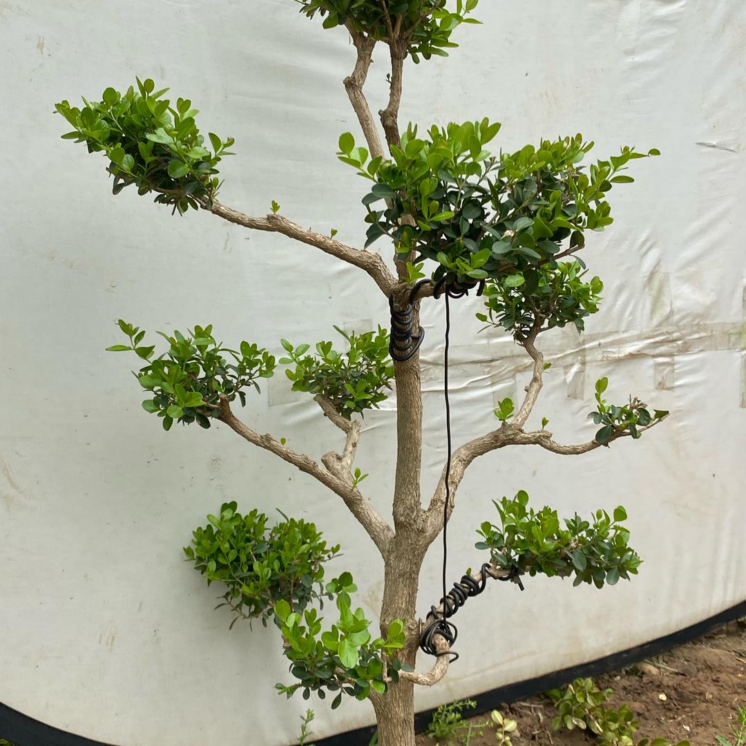 诺景明兰果树苗木专卖店