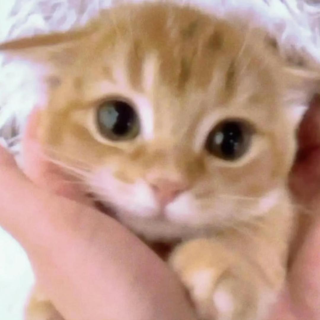 芝芝麻糊