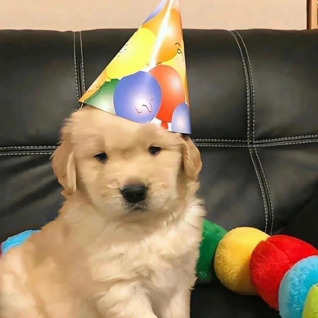 每天都想睡大觉💤