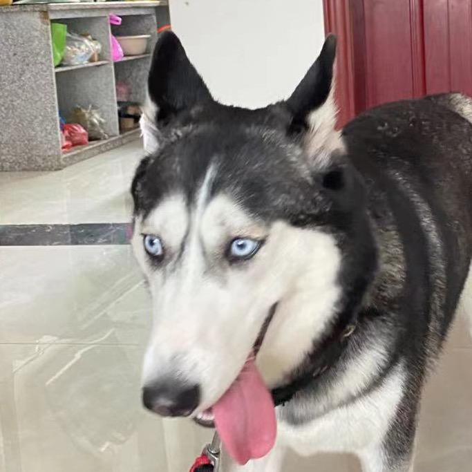 懒羊羊大王