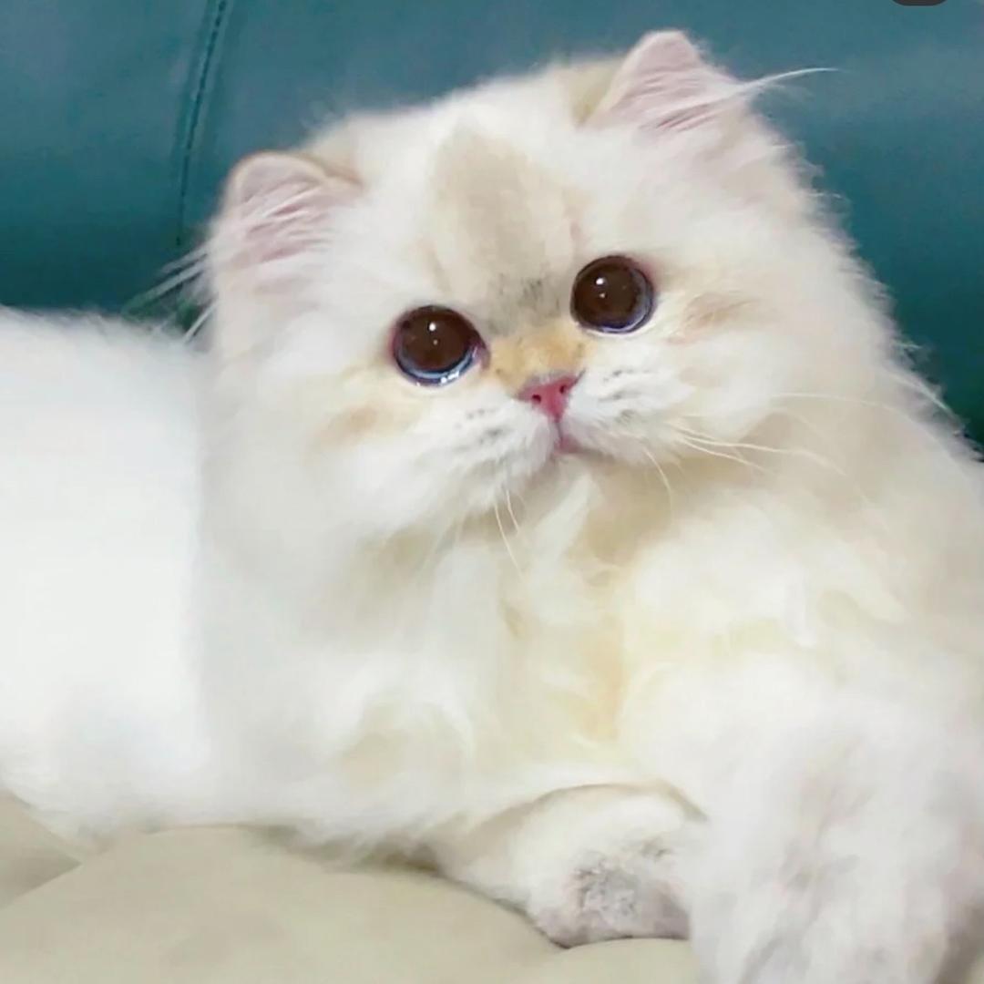 诗宝的猫