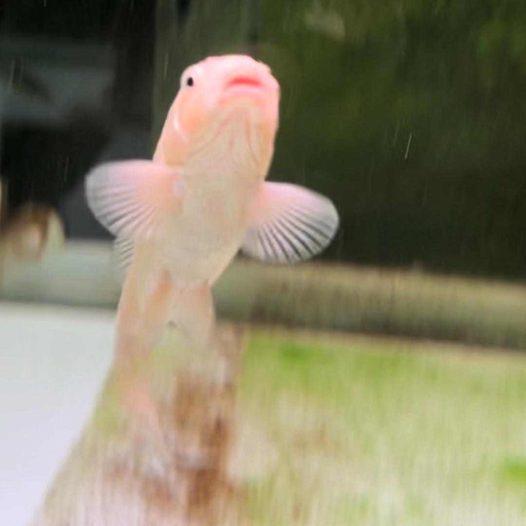 随元