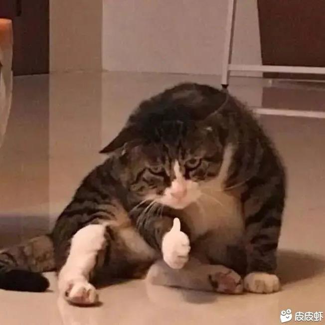 NCP（没毛病）缅因猫