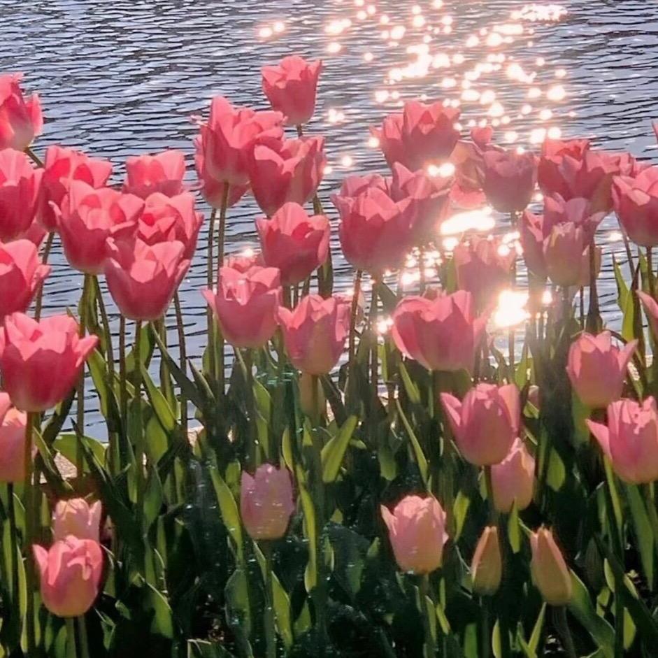 轻钢别墅苏哥哥