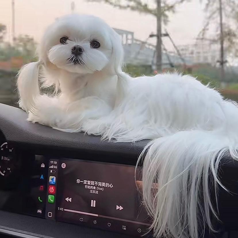 旺财宠物