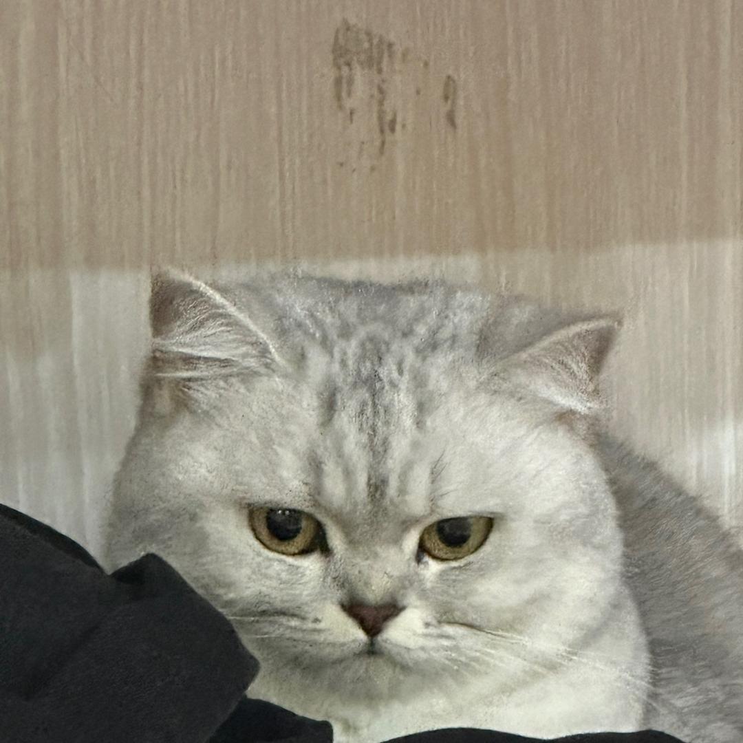 社恐的铁锤