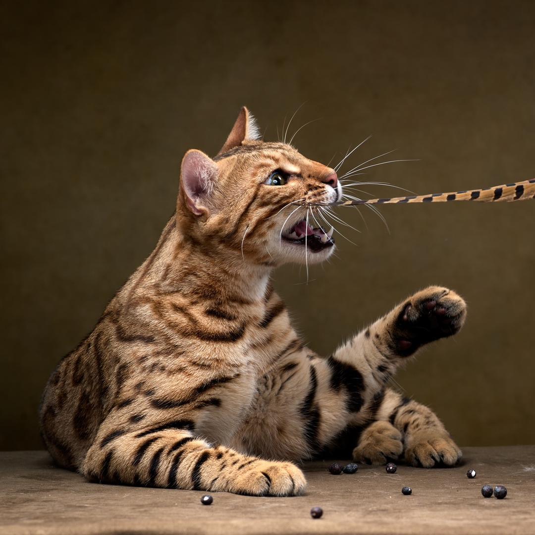 SPEEDLEOPARD孟加拉豹猫