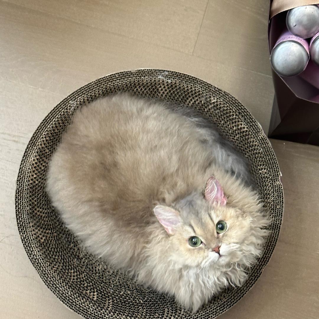 丑的想整容
