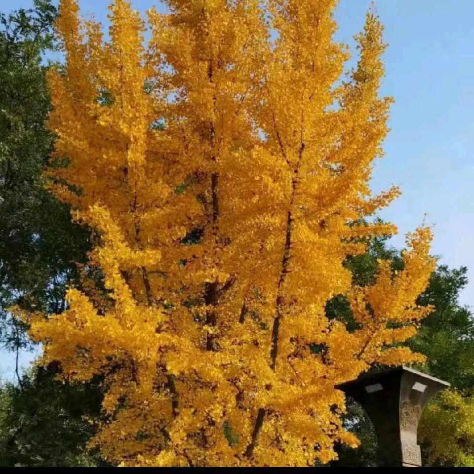 心蕊养生—-领颜国际洗脸吧