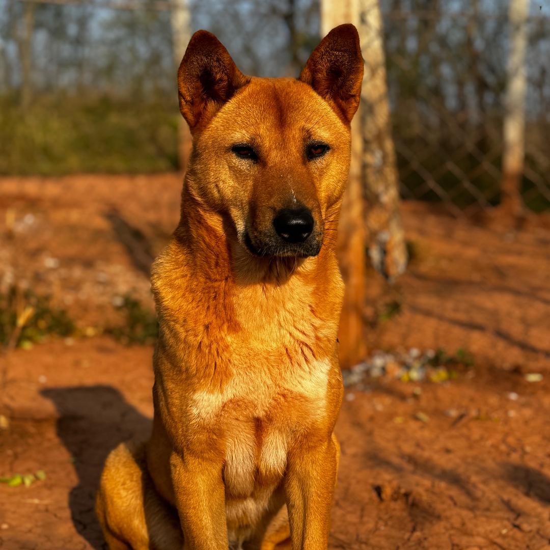 田园犬