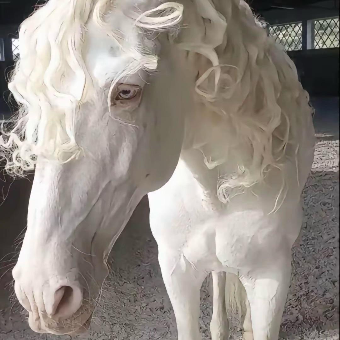 牛粪国王👑