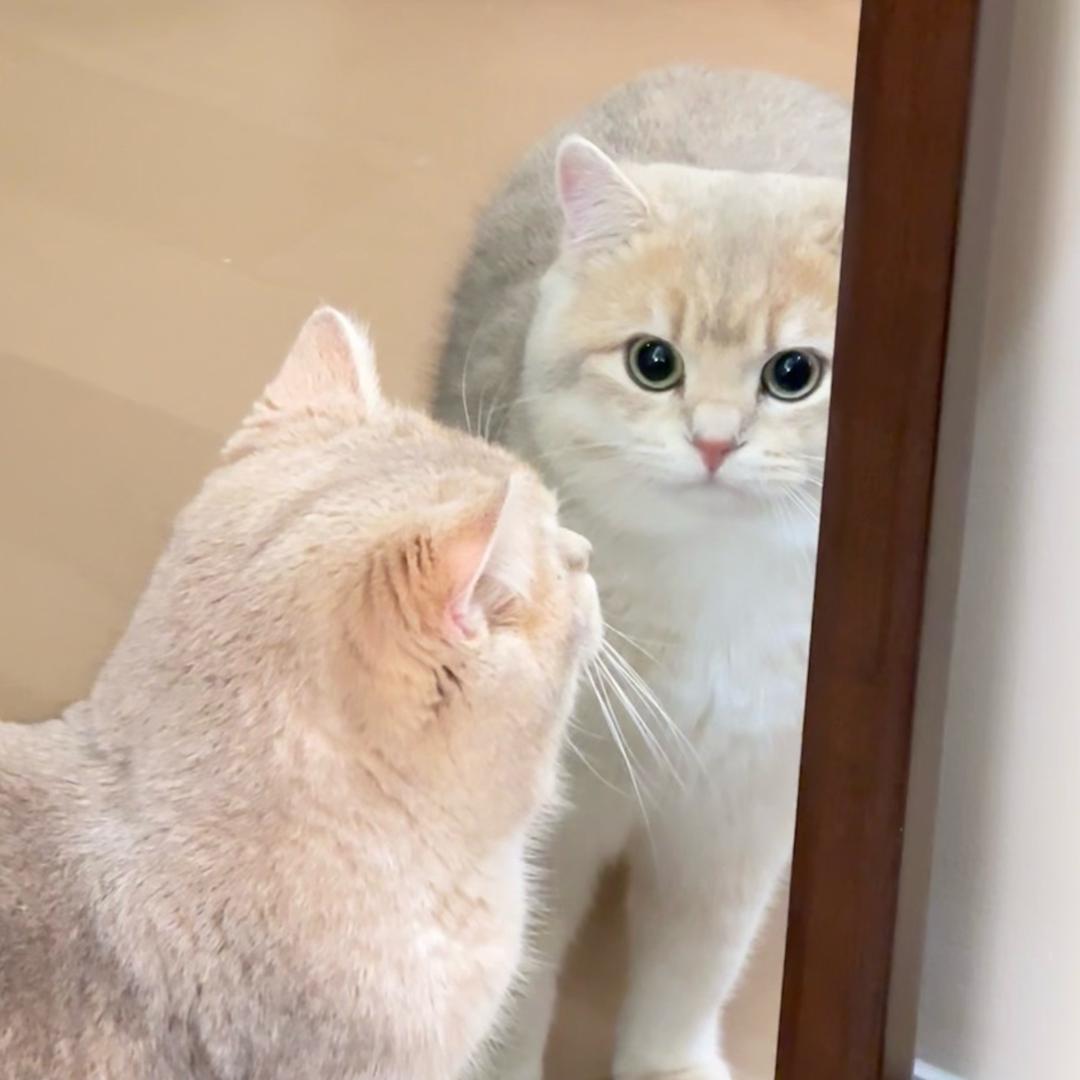 猫猫大队长🐈
