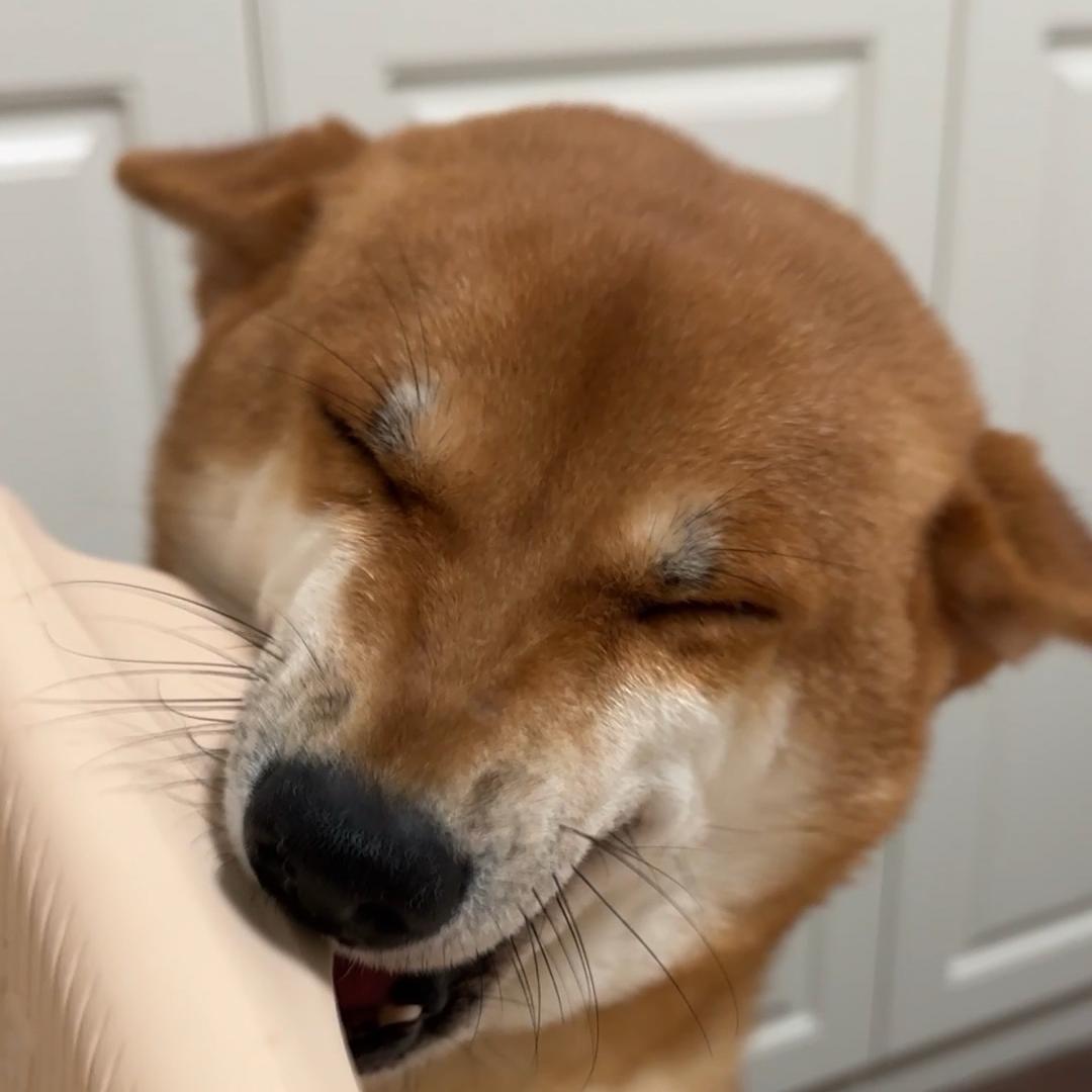 冰淇淋奶豹