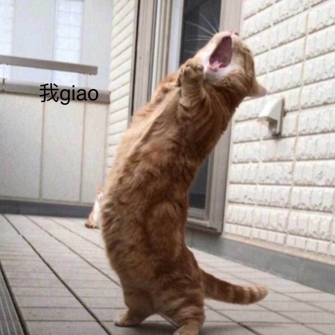 一只小阿Giao
