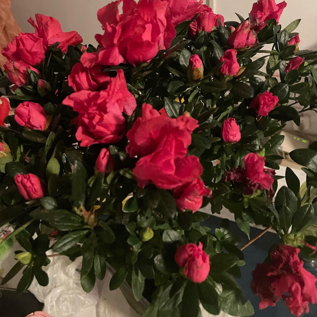 花开富贵L