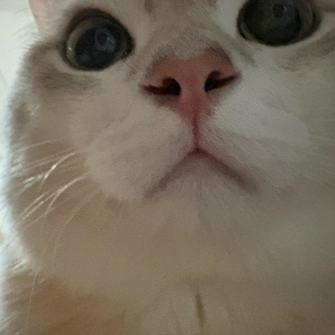 贝贝小妮
