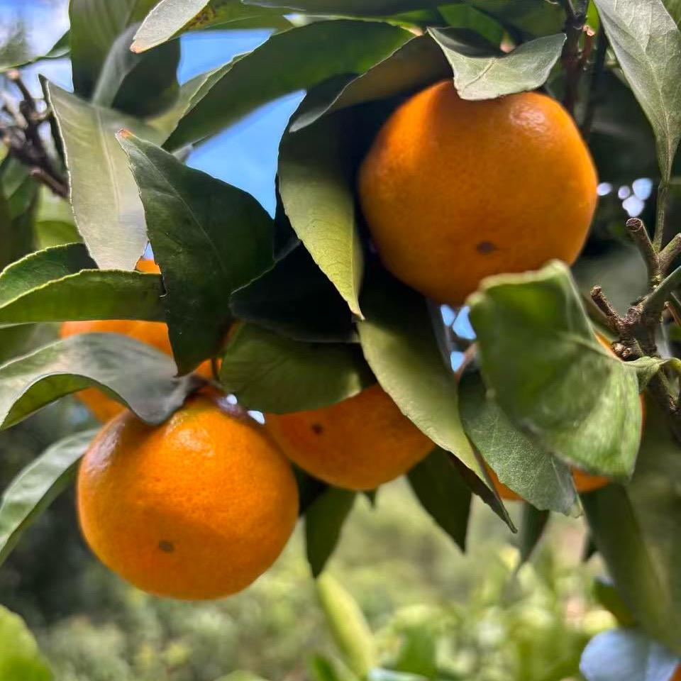我家橘子甜（橘子主理人版）