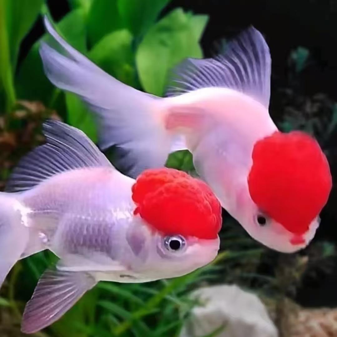 美一水族批发基地