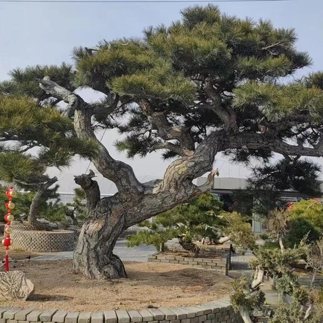 盛虹园林景观松