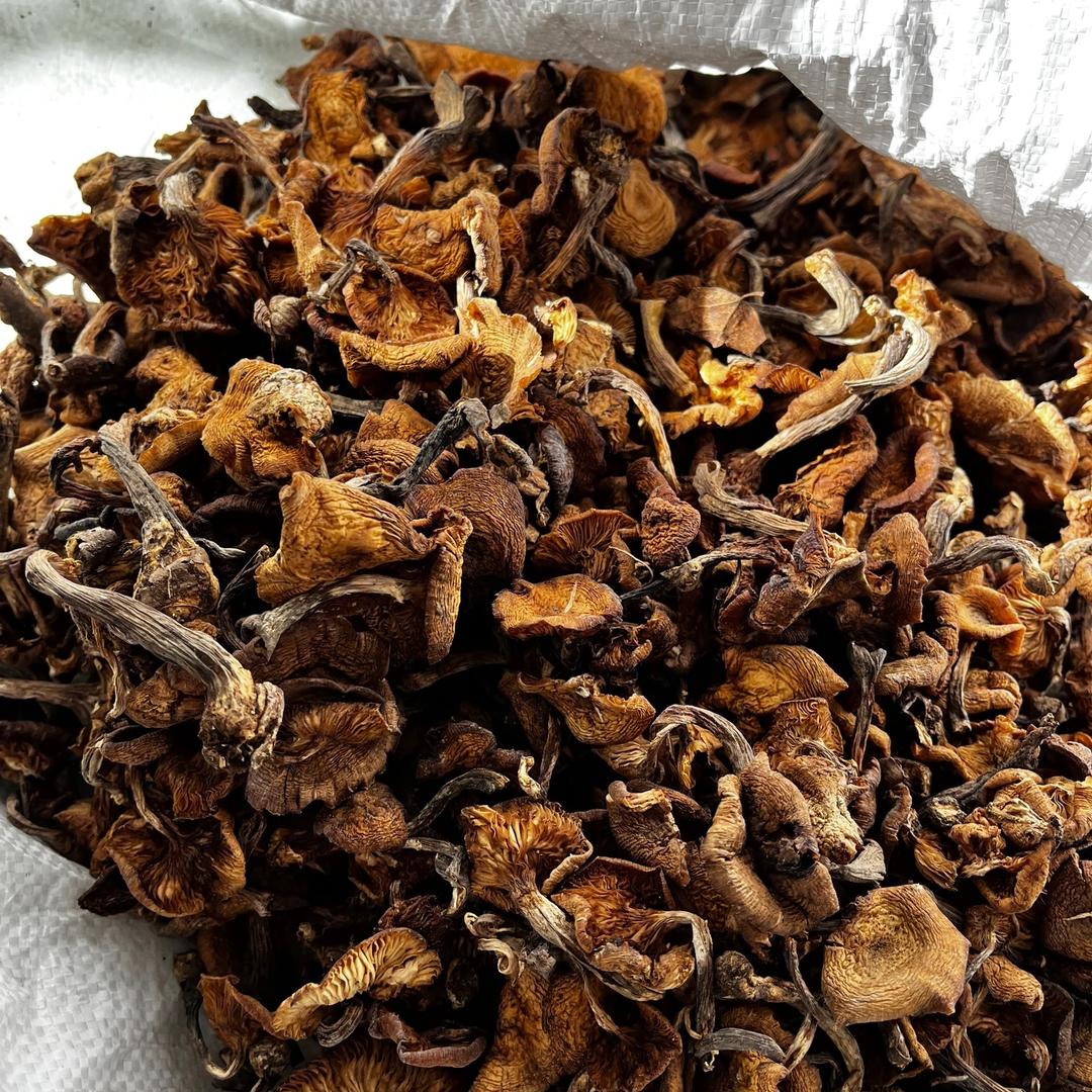 2025年头茬野生榛蘑