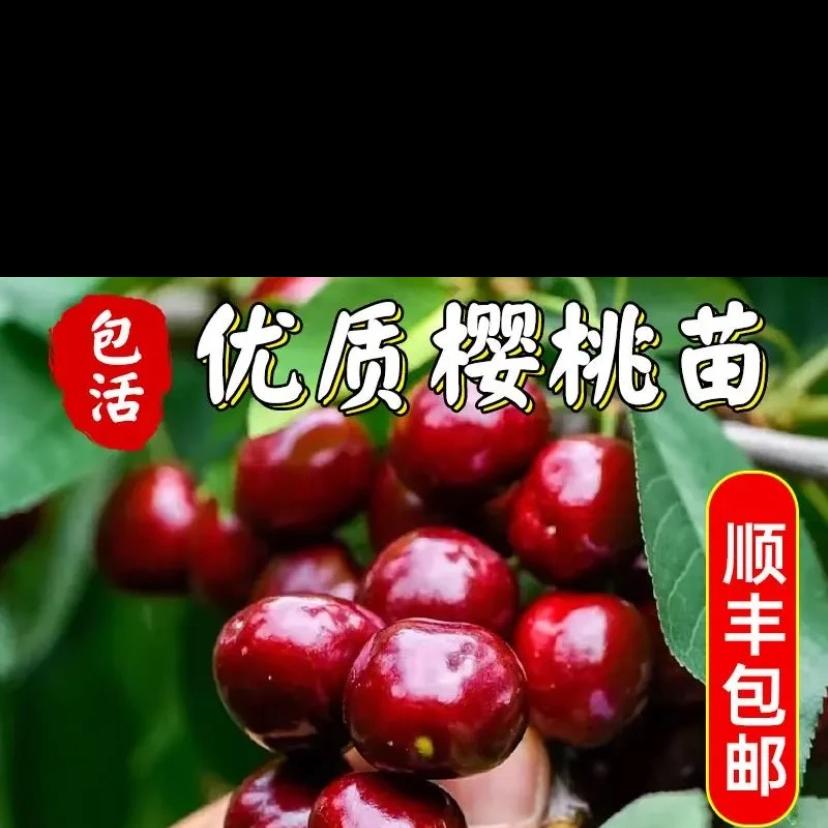 樱鲜甜秋果树苗木专卖店