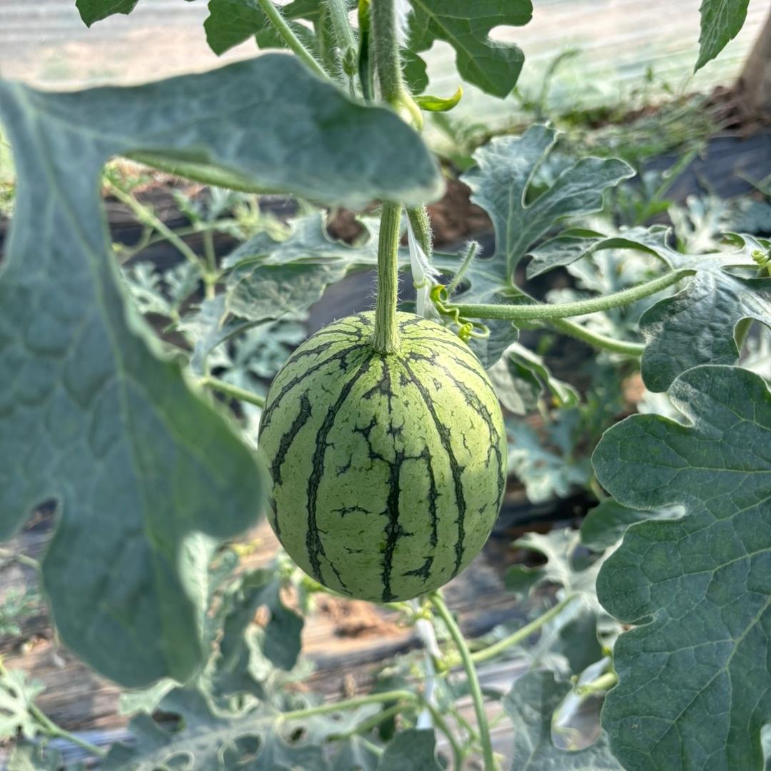 西瓜小王子—采摘园（新农人）