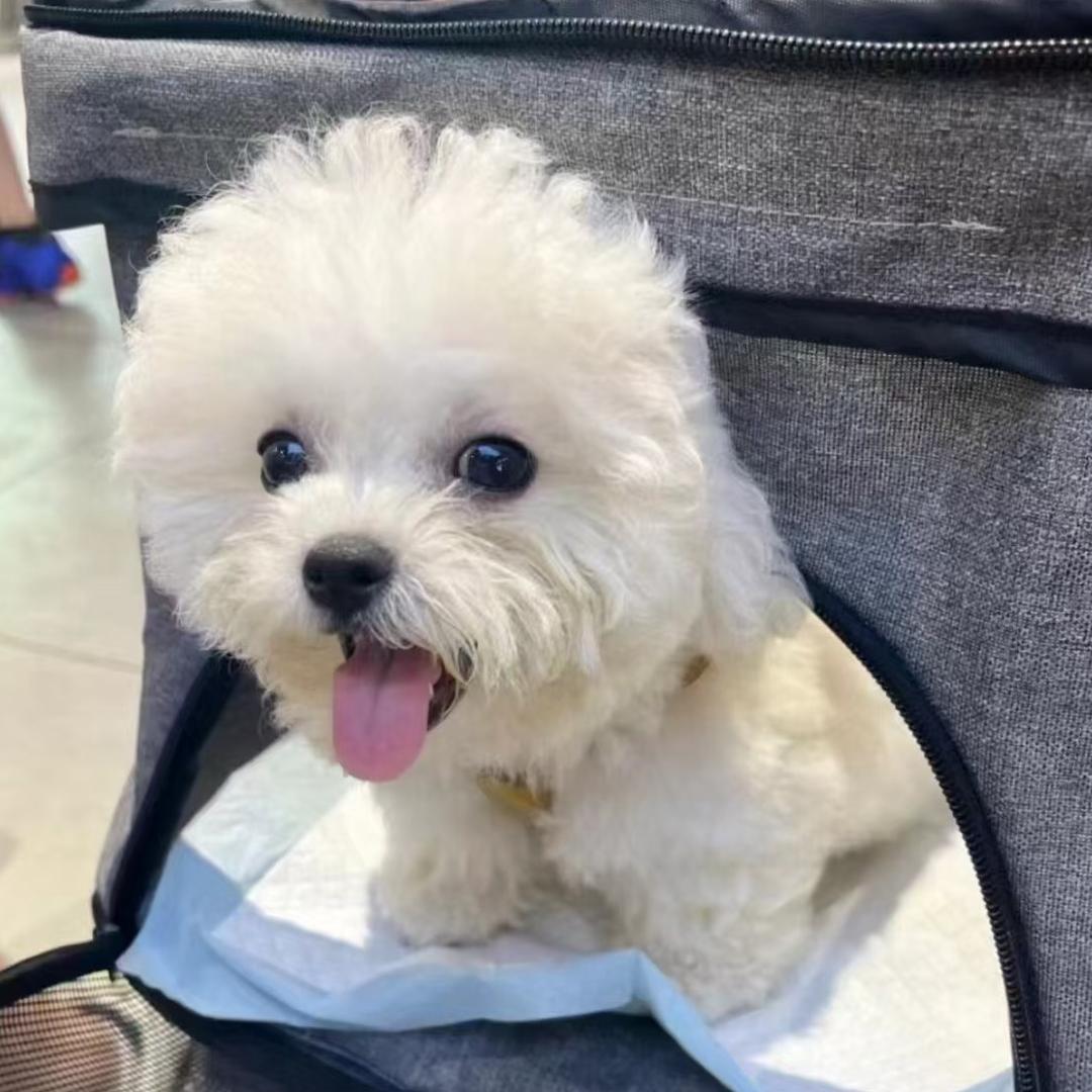 果果是只熊