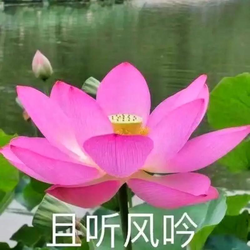 沙棘丛植