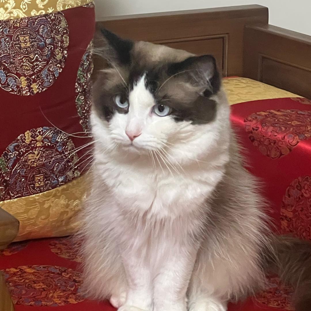 七月🐱