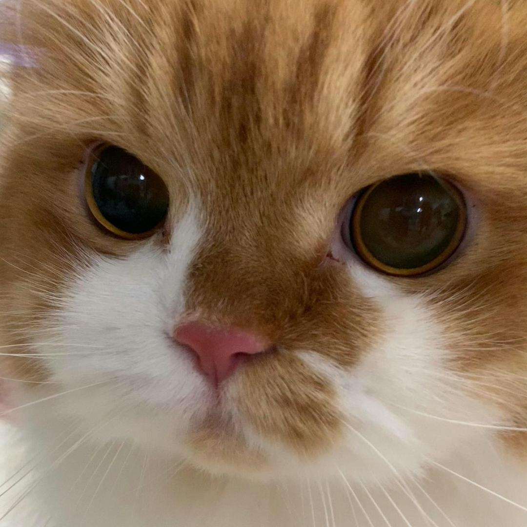 桐桐大王(>^ω^<)