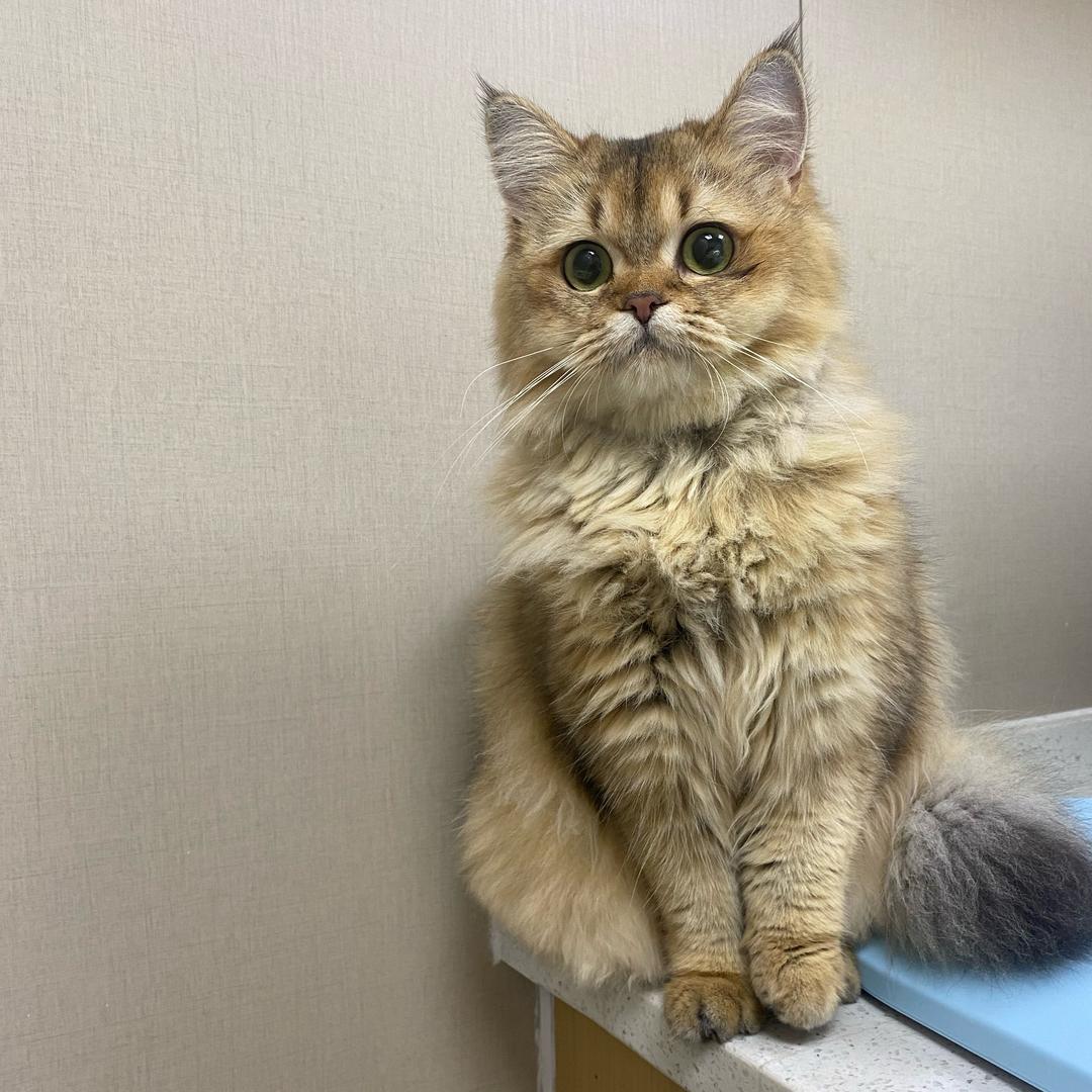 🐱
